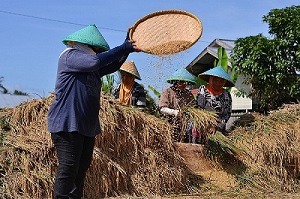 Stok Beras Capai 822 Ton