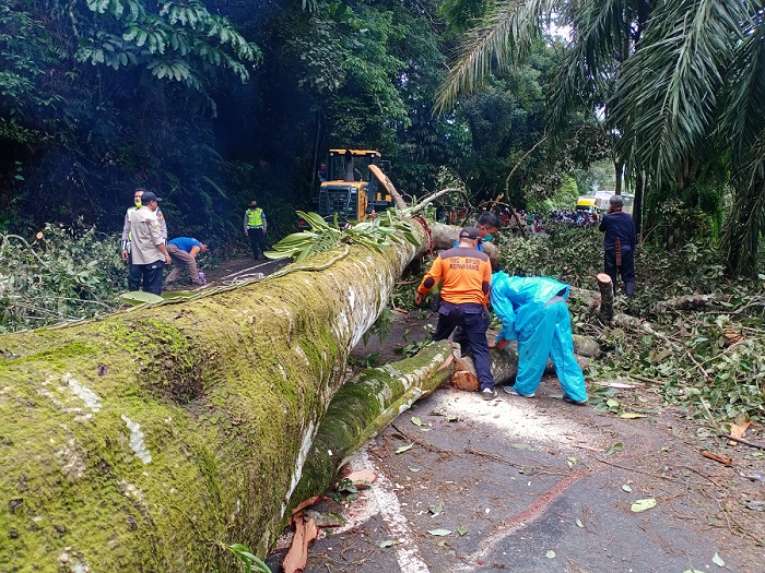 Pohon Tumbang Dievakuasi, Lalin Kembali Lancar