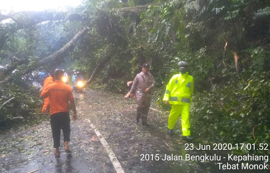 Pohon Besar Tumbang, Akses Bengkulu – Kepahiang Tersendat