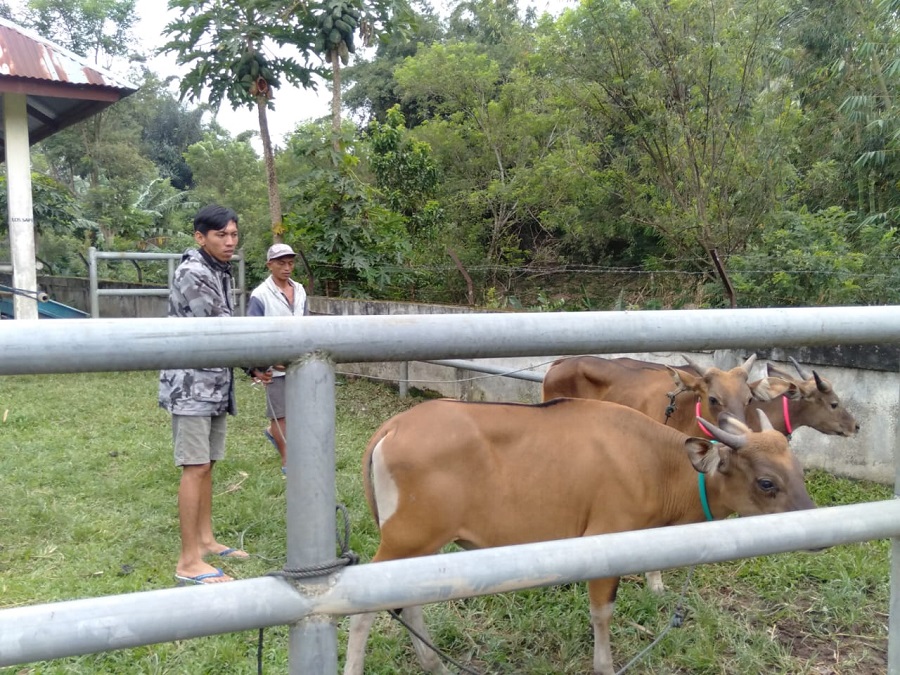 Pembelian Hewan Kurban Diprediksi Turun