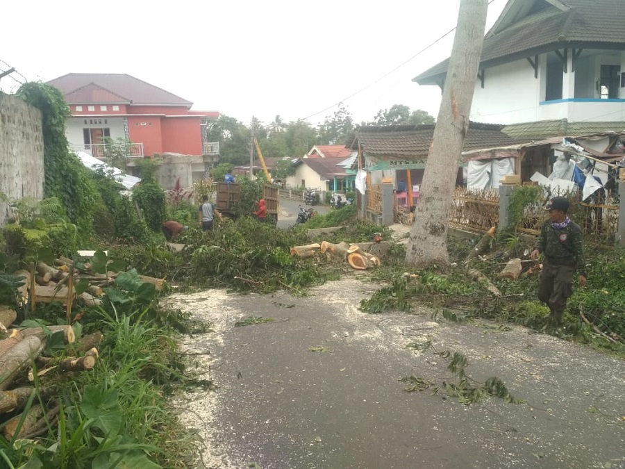 DLH Tebang Pohon Rawan Tumbang