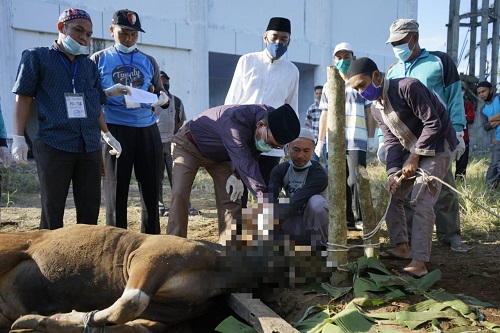 Bupati Dayat Potong Hewan Kurban Sendiri, Ingin Rasakan Keagungan Tuhan