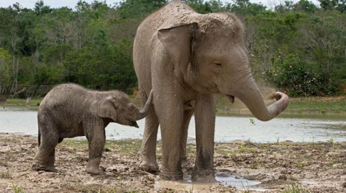 Pelestarian Gajah Bentang Seblat Jadi Harapan Terakhir