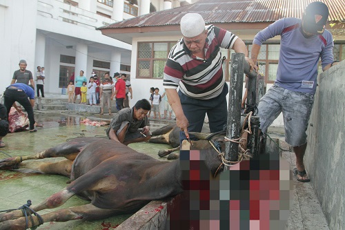 Masjid Agung Potong 7 Ekor Sapi Kurban, Ikuti Protokol Covid-19