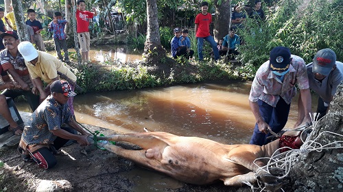 Kurban 1 Sapi dan 2 Kambing