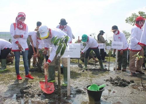 Pemprov Tanam 2020 Pohon Mangrove