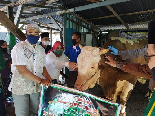 600 Warga Lebong Terima Kurban Sapi Presiden