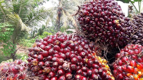 Sawit Masih Jadi Andalan Penerimaan Pajak, Semester I Sumbang Rp 187,6 M