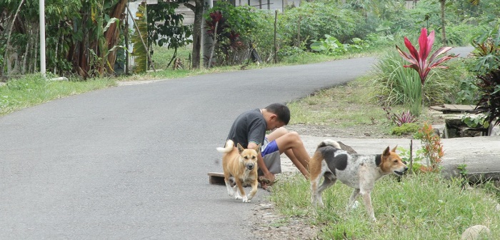 Kasus Gigitan Anjing, 169 Kasus