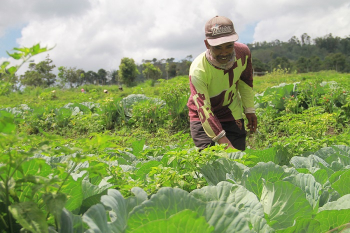 Harga Kol Rp 200 Per Kg, Petani Kol Mengeluh