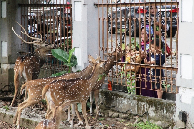 Taman Rusa, Destinasi Wisata untuk Keluarga