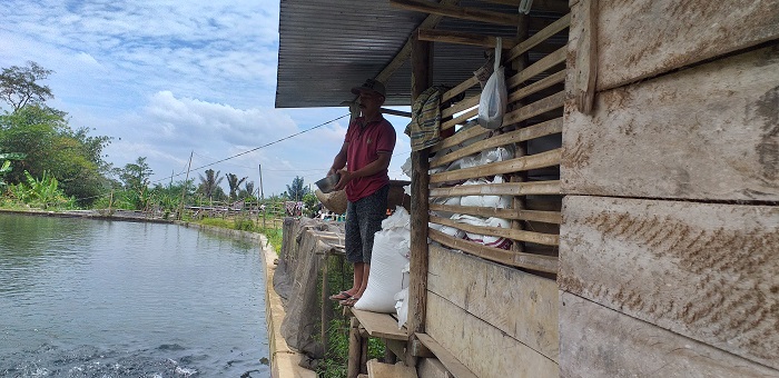 Dampak Covid 19 Desa Belumai, Harga Jual Ikan Turun Drastis