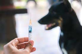 Pemberian Vaksin Hewan Dihentikan Sementara