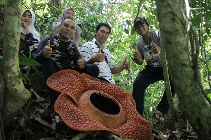 Bunga Rafflesia Mekar, Di Desa Tanjung Beringin