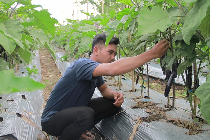 Petani Terong Keluhkan Hama