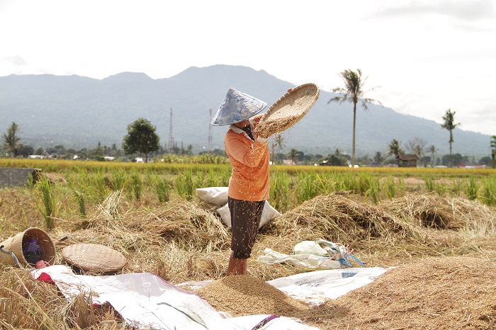 Petani Antusisas Sambut Hujan