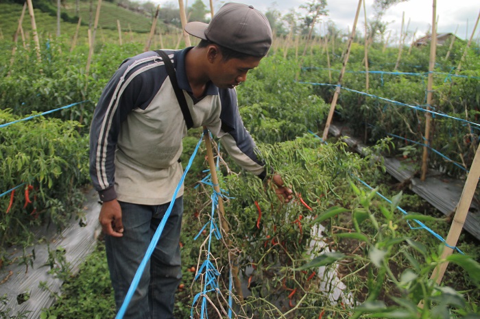 Curah Hujan Tinggi, Sayuran Rusak