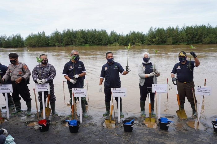 Bengkulu Tanam 50 Hektar Mangrove