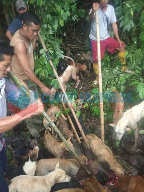 Babi Hutan Seruduk Warga, Diduga Adanya Luka Tembak