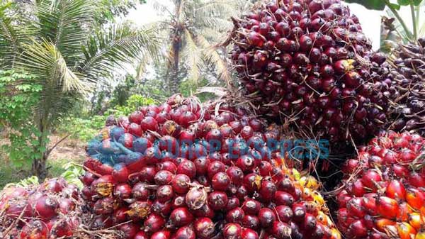 Kenaikan Harga Sawit Pengaruhi Daya Beli Masyarakat