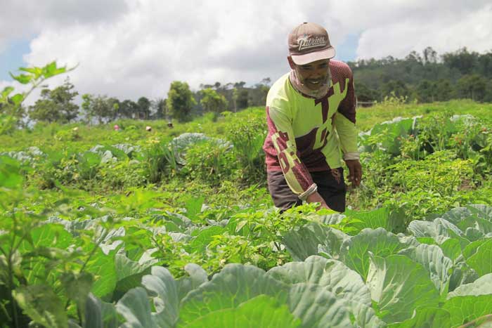 Harga Sayuran Melonjak Naik