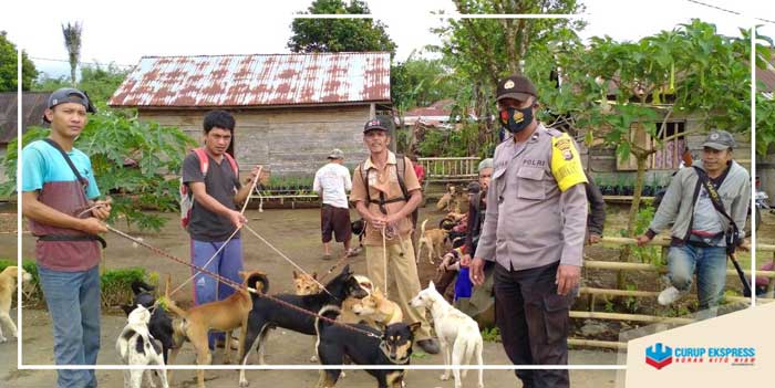 Lagi, Warga Diseruduk Babi Hutan