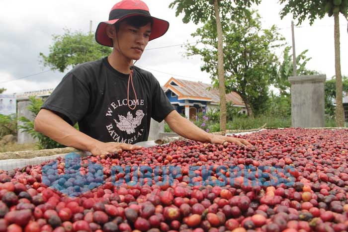 Petani Kopi Disarankan Ubah Pola Panen