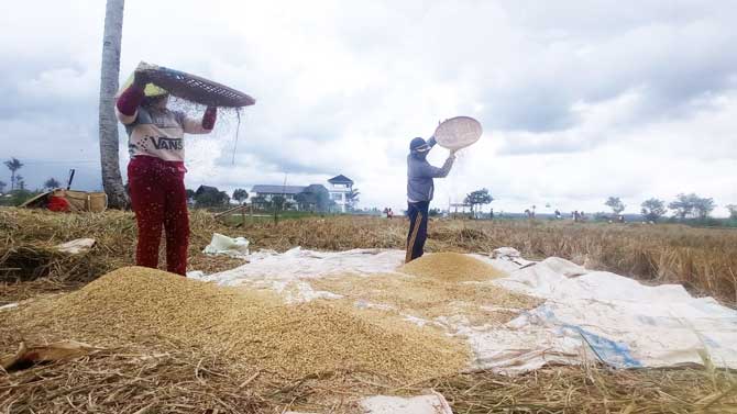 Petani Keluhkan Hama Wereng