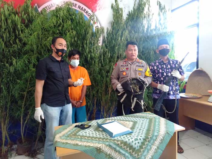 Petani Tanam 36 Batang Ganja dan Senpi Rakitan