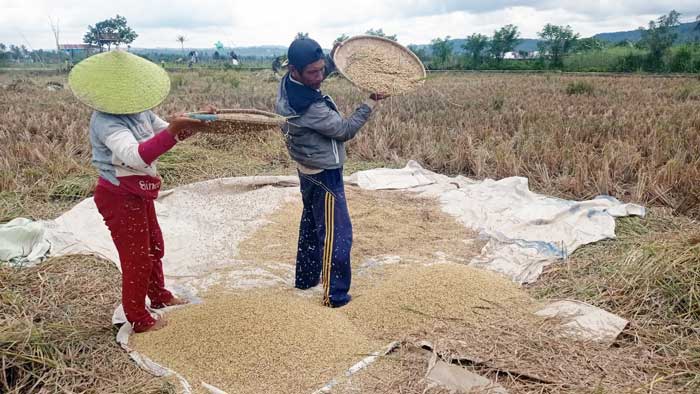 Musim Panen, Harga Jual Padi Stabil