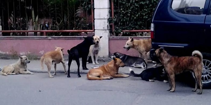 13 Warga Jadi Korban Gigitan Anjing Liar