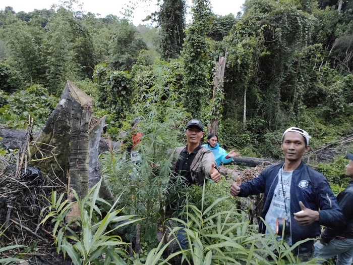 Polisi Kembali Temukan Ladang Ganja di Kepahiang