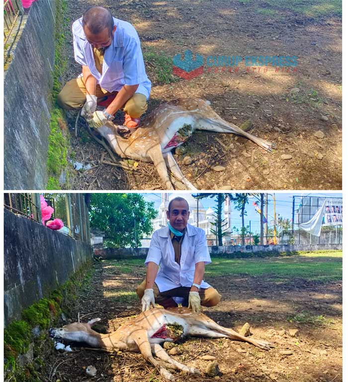 Diduga Keracunan Makanan Rusa Totol Milik Pemkab Mati