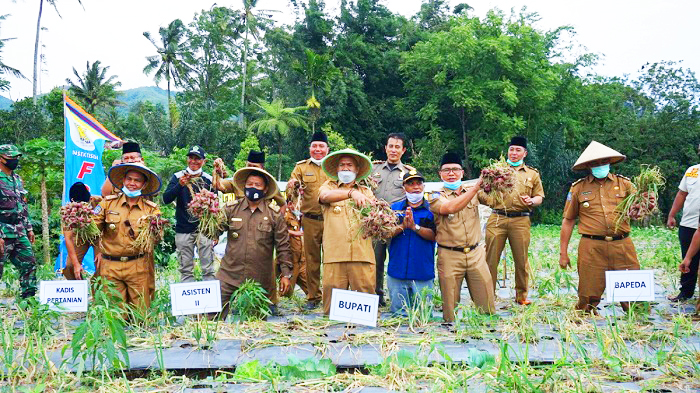 Bupati Panen Bawang Merah di Belitar Seberang