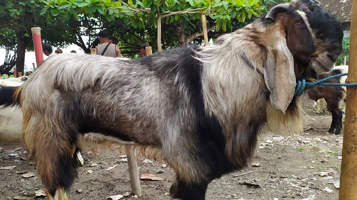 Kepahiang Kembangkan Kambing Jenis Jawa Randu