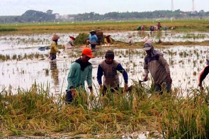 Pasca Diterjang Banjir, 6 Hektar Sawah Dipastikan Gagal Panen