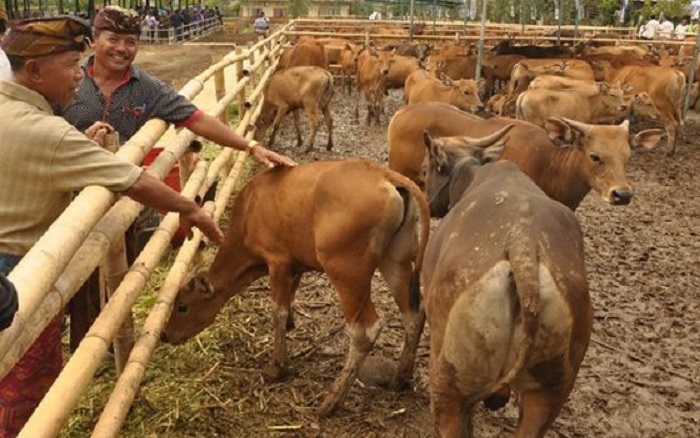 Dinas Pertanian dan Peternakan (Disnakan) Kabupaten Kepahiang Pantau Penyebaran Virus Jembrana