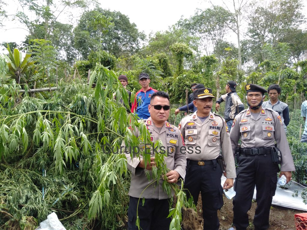 Polisi Temukan Ratusan Batang Ganja Milik Oknum PNS Rejang Lebong