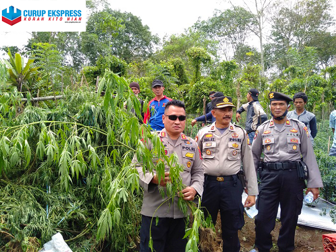 Polsek Bengko Gerebek Ladang Ganja Milik Oknum Guru