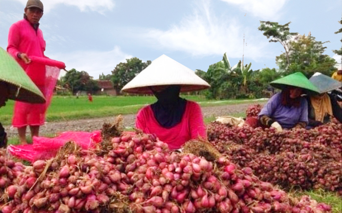 Distan Butuh 120 Ha Lahan untuk Holtikultura