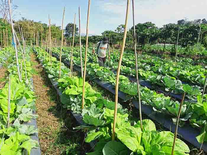 Pupuk Subsidi Dikeluhkan Petani, Sulit Dapatnya