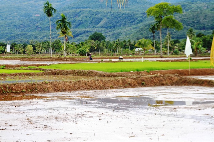 Lebong Bakal Terima Bantuan Benih Padi, Untuk Lahan 3.500 Hektar