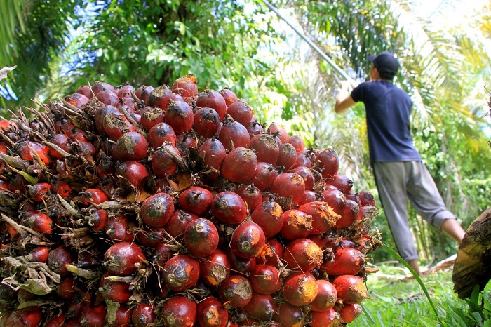 Pemprov Diminta Turunkan Tim Pengawas, Cek Realisasi Program Replanting