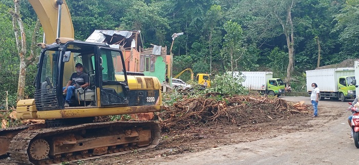 Soal Pohon Tumbang, KPHL : Banyak Faktor Kemungkinan Penyebab