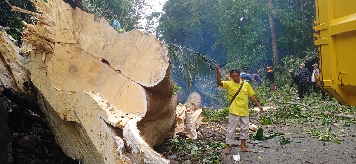 Soal Pemangkasan Pohon, BPBD Tunggu Jawaban KPHL