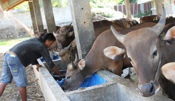 Sumbangan Kurban ASN Minim