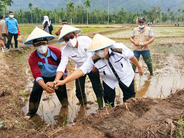 Jadikan Lebong Lumbung Beras, Bupati Gropyokan Tikus Serentak