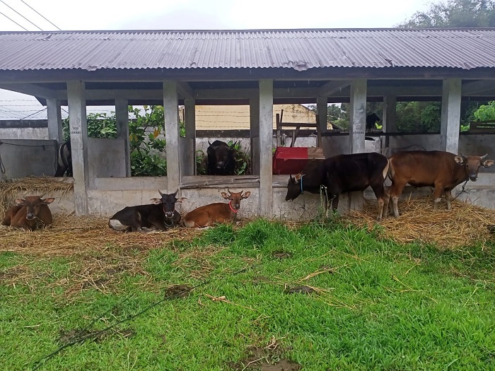 Jelang Idul Adha Pembelian Hewan Kurban Masih Sepi