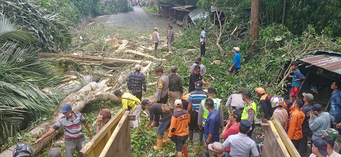 Satgas Kebencanaan Tebang Pohon Besar, Antisipasi Pohon Tumbang