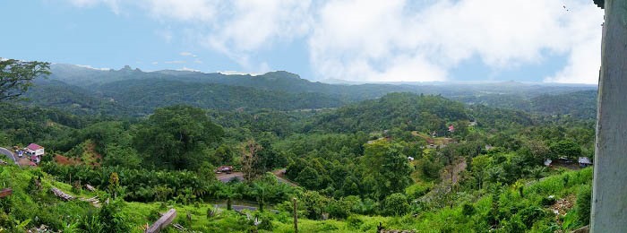 Pohon Berpotensi Tumbang Akan Diidentifikasi